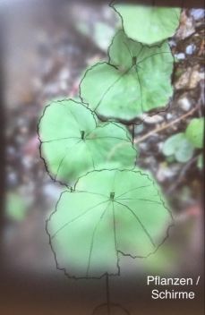 Anna Stadler_ Pflanzen _ Schirme